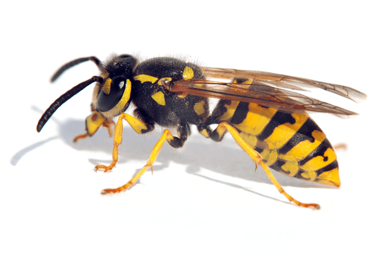 Schädlingsbekämpfung Wespe