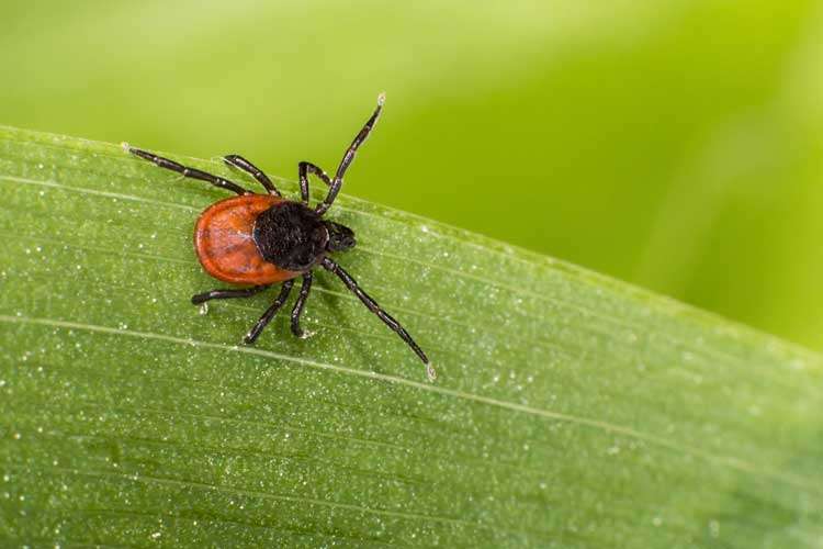 Schädlingslexikon ADW Brilon