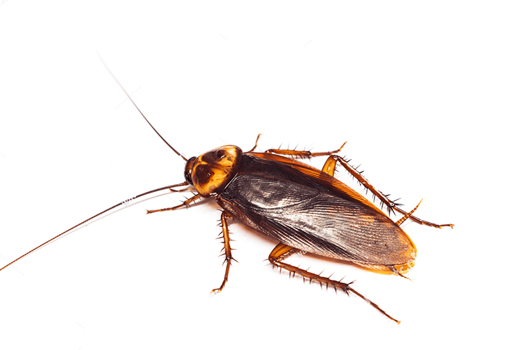 Schädlingslexikon ADW Brilon