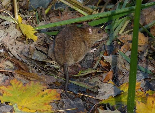 Schädlingslexikon ADW Brilon