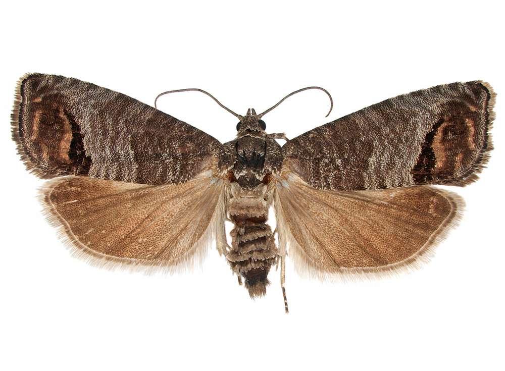 Schädlingslexikon ADW Brilon