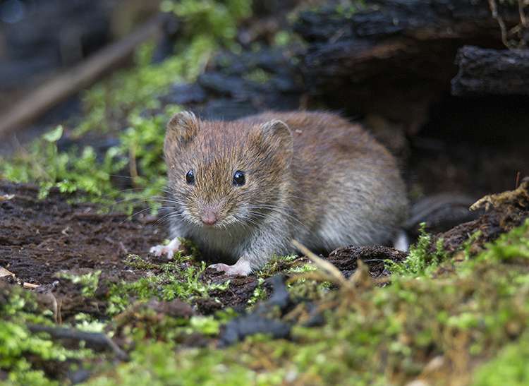 Schädlingslexikon ADW Brilon