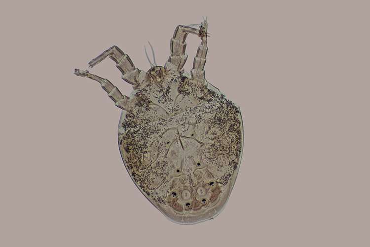 Schädlingslexikon ADW Brilon