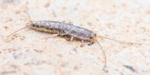 Schädlingsbekämpfung - Schädlingslexikon Schädlinge 