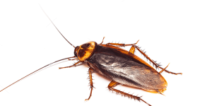 Schädlingsbekämpfung - Schädlingslexikon Schädlinge 