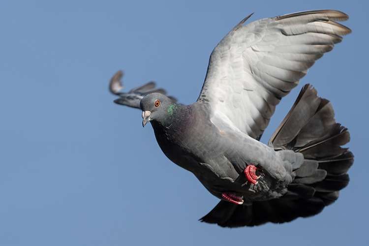 Schädlingslexikon Schädline - Schädlingsbekämpfung Brilon
