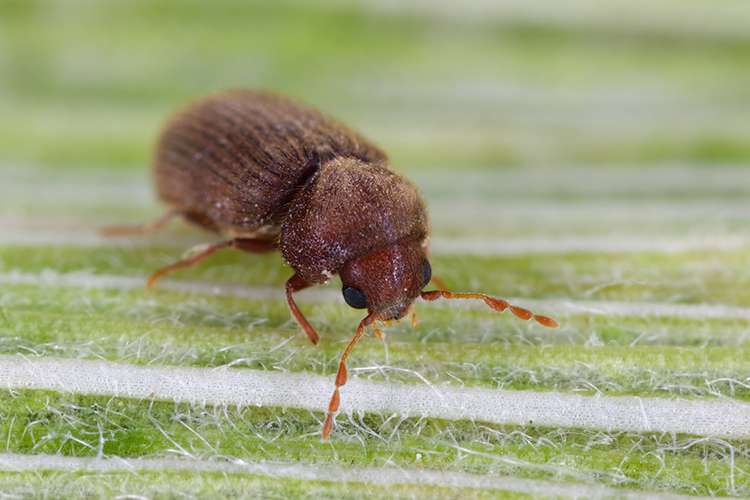 Schädlingslexikon Schädline - Schädlingsbekämpfung Brilon