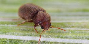 Schädlingsbekämpfung - Schädlingslexikon Schädlinge 