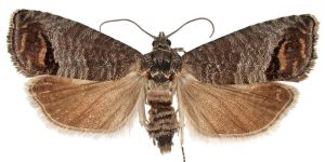 Schädlingsbekämpfung - Schädlingslexikon Schädlinge 