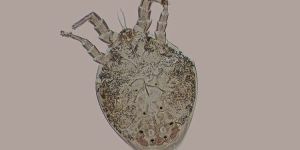 Schädlingsbekämpfung - Schädlingslexikon Schädlinge 