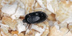 Schädlingsbekämpfung - Schädlingslexikon Schädlinge 