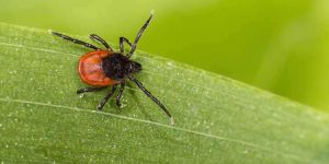 Schädlingsbekämpfung - Schädlingslexikon Schädlinge 