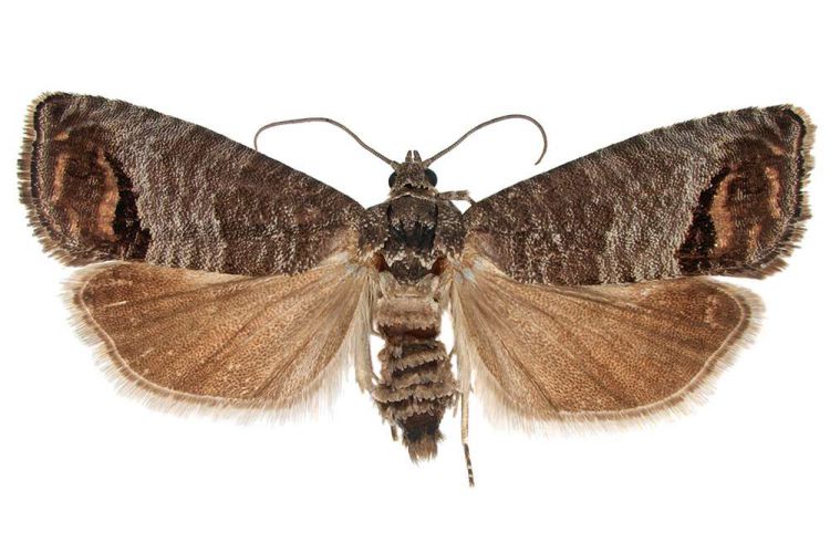 Schädlingsbekämpfung Motte