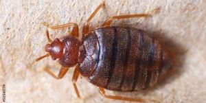 Schädlingsbekämpfung - Schädlingslexikon Schädlinge 