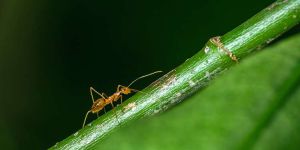 Schädlingsbekämpfung - Schädlingslexikon Schädlinge 