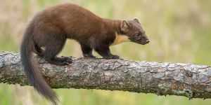 Schädlingsbekämpfung - Schädlingslexikon Schädlinge 