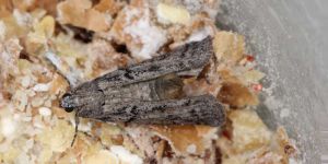 Schädlingsbekämpfung - Schädlingslexikon Schädlinge 