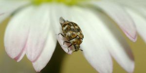 Schädlingsbekämpfung - Schädlingslexikon Schädlinge 