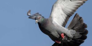 Schädlingsbekämpfung - Schädlingslexikon Schädlinge 