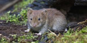 Schädlingsbekämpfung - Schädlingslexikon Schädlinge 