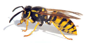 Schädlingsbekämpfung - Schädlingslexikon Schädlinge 