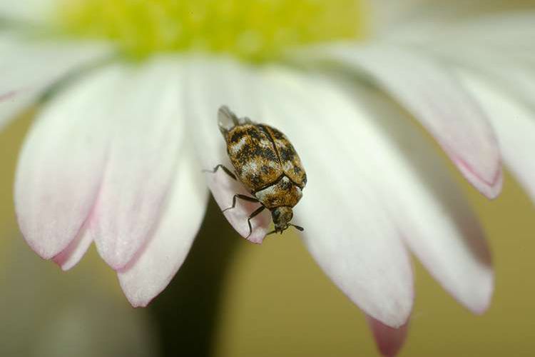 Schädlingslexikon Schädline - Schädlingsbekämpfung Brilon