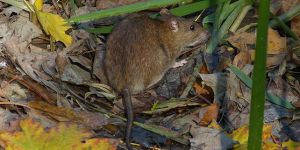 Schädlingsbekämpfung - Schädlingslexikon Schädlinge 